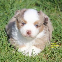 Rose - Red merle female Miniature American Shepherd puppy in Hillsdale, Michigan from Faithwalk Aussies and Mini American Shepherds