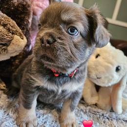 Christopher - Blue fawn male French Bulldog puppy in Bend, Oregon from High Lakes Frenchies