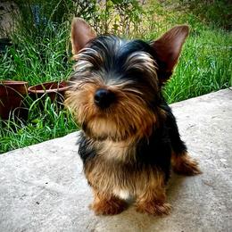 Roy (boy 1) - Black and tan male Yorkshire Terrier puppy in San Antonio, Texas from CISCOK9