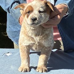 L65-01 - Red speckled male Australian Cattle Dog puppy in Sheridan, Oregon from 6pk Cattledogs