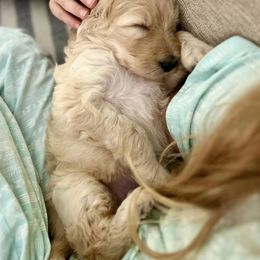 Assorted Doodle Crosses and Goldendoodle Puppies from Wake Forest Darling Doodles