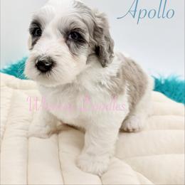 Apollo - Blue merle male Bernedoodle puppy in Omaha, Nebraska from Whimsy Doodles