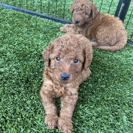 Goldendoodle Puppies from Ginger Doodles