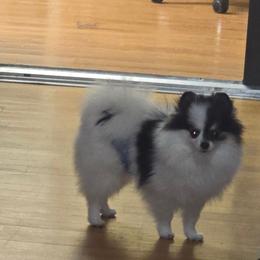 NOVA - Tri-colored male Pomeranian puppy in Meherrin, Virginia from Traveling Poms