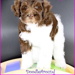 Almond Joy - Tri-color female Australian Labradoodle puppy in Billings, Montana from Doodle Around