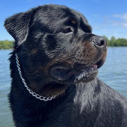 Rottweilers from Rottweiler von knight enterprise