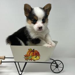 Biscuit - Black and tan female Pembroke Welsh Corgi puppy in Waco, Texas from The Comma Corgis
