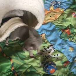 Chihuahua Puppies from Chi Storks Chihuahuas