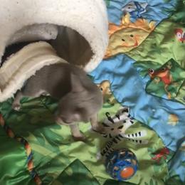 Chihuahua Puppies from Chi Storks Chihuahuas