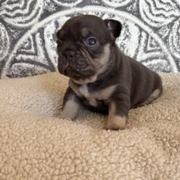 Prada - Liver female French Bulldog puppy in Stanchfield, Minnesota from Sunshine's French Bulldogs