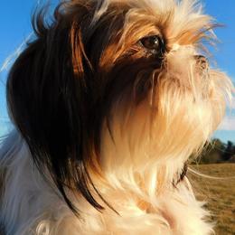 Maggie - Shih Tzu