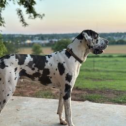 Basset Hounds and Great Danes from Sugar Creek Kennels