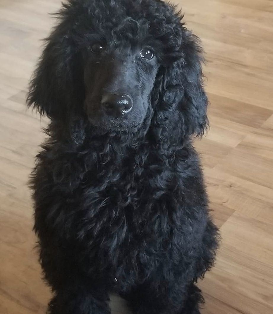 Corinna's Poodles in Montana Poodle puppies Good Dog