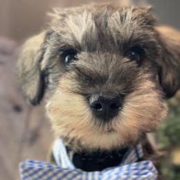 Lenny - Salt and pepper male Miniature Schnauzer puppy in Yucaipa, California from Mt. View's Pretty Little Schnauzers