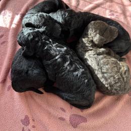 Mr Big - Black male Poodle puppy in Severance, Colorado from Cox's Poodle Pups