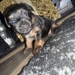 Aqua Collar - Black and tan female Yorkshire Terrier puppy in Greenville, South Carolina from Yorkies By Si