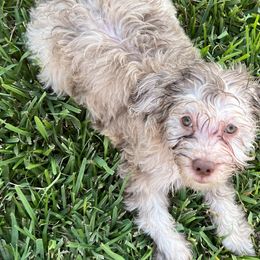 Mocha - Merle Goldendoodle puppy in Saint Cloud, Florida from The Dood Effect