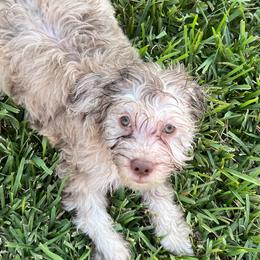Mocha - Merle Goldendoodle puppy in Saint Cloud, Florida from The Dood Effect