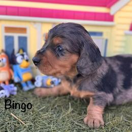 Bingo - Dapple male Dachshund puppy in Duncan, Arizona from Bootheel Doxies