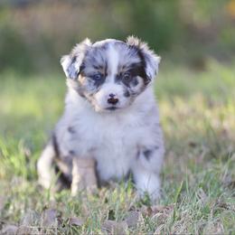 Clove - Blue merle female Miniature American Shepherd puppy in Stephenville, Texas from Diamond H Aussies