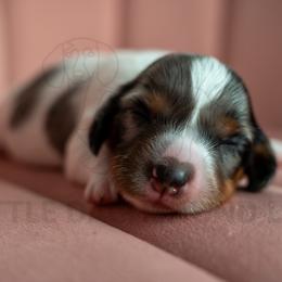 Pallegrino - Piebald female Dachshund puppy in Temecula, California from Naomi Magee's Dachshund Kennel
