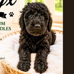 1400.00 Onyx: Black Collar - Black female Goldendoodle puppy in Raceland, Louisiana from Cajun Doodles