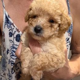 Laramie - Apricot female Poodle puppy in Birmingham, Alabama from Stormborn