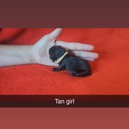 Tan girl - Black female Scottish Terrier puppy in Oakley, Michigan from Lindsay's Scottish Terriers