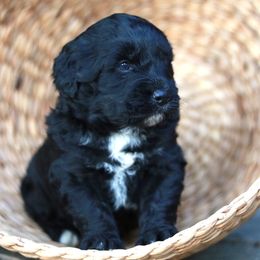 Aussiedoodle Puppies from Johnson’s Highland Pride Aussiedoodles