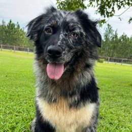 Ripple - Australian Shepherd