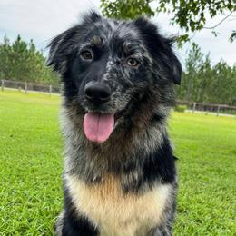 Ripple - Australian Shepherd