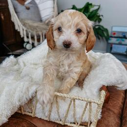 Juliet - Buff and white female Cockapoo puppy in Morehead, Kentucky from Critter Springs Farm