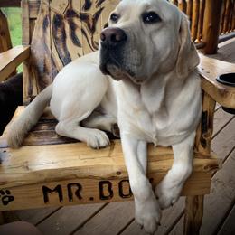 Tank - Labrador Retriever