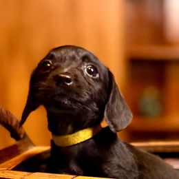 Willow (black and white female) - Black and white female Companion Cross puppy in Waldron, Arkansas from Kay’s Cutie Poos