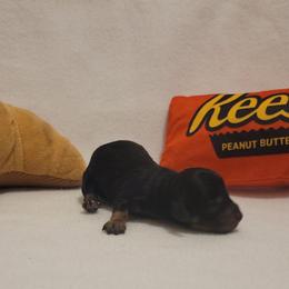 Chips Ahoy (chiweenie) - Black and tan male Dachshund puppy in Pinson, Alabama from Sweet Honey Bunn Hounds
