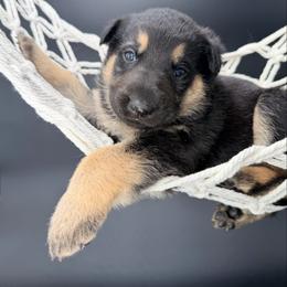 Black and Tan female - Black and tan female German Shepherd puppy in Lebanon County, Pennsylvania from Regalimage
