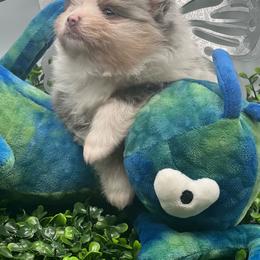 Callie - Blue merle female Pomeranian puppy in Brentwood, California from Royalpawpoms