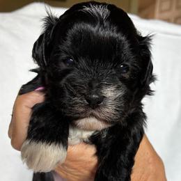 Light pink - Black and white female Shihpoo puppy in Millsap, Texas from Gaston’s Posh Poodles and Doodles
