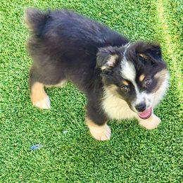 Black tri female - Black tri female Miniature Australian Shepherd puppy in Lemon Cove, California from Magic Ranch Mini Aussies