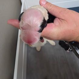 Macie - White and black female Pembroke Welsh Corgi puppy in Atascadero, California from California Corgis and Kunes