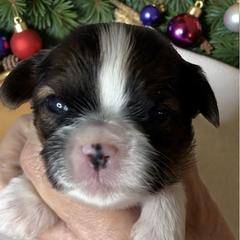 Tommy - Black gold and white male Cavatzu puppy in Oklahoma from Rocky Oak Cavaliers & Biewer Terriers LLC