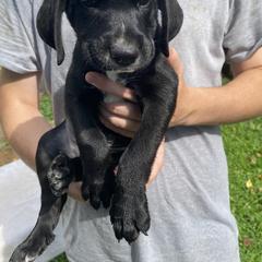 Mountain Cur Puppies from Walnut Ridge Mountain Curs