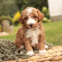 Festus - Red  male Poodle puppy in Nappanee, Indiana from Perfect Match Poodles