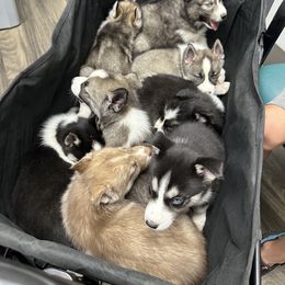 Siberian Husky Puppies from The Rulon Den