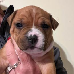 Cupid - Red female American Staffordshire Terrier puppy in Marietta, Georgia from Ambition Amstaffs