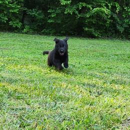 German Shepherd Puppies from Von WestLynn German Shepherds