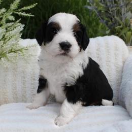 Lance - Tri-color male Bernedoodle puppy in Perrysville, Ohio from Pleasant Valley Bernedoodles