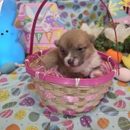 Female 2 - Blue female Pembroke Welsh Corgi puppy in Unicoi, Tennessee from East Tennessee Clark Corgis