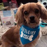 Cavachons and Cavapoos from Sweet Doodles and Poos
