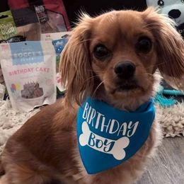 Cavachons and Cavapoos from Sweet Doodles and Poos